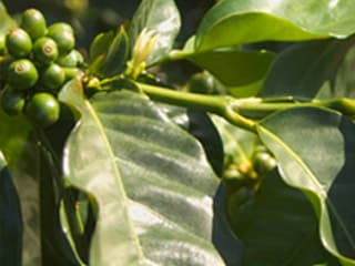 Plody rostliny Coffea