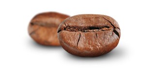 Robusta