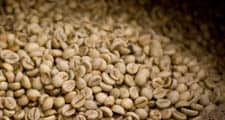 Semena červených kávových plodů se vyjmou a usuší