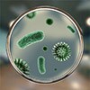 Alergie na mikroby